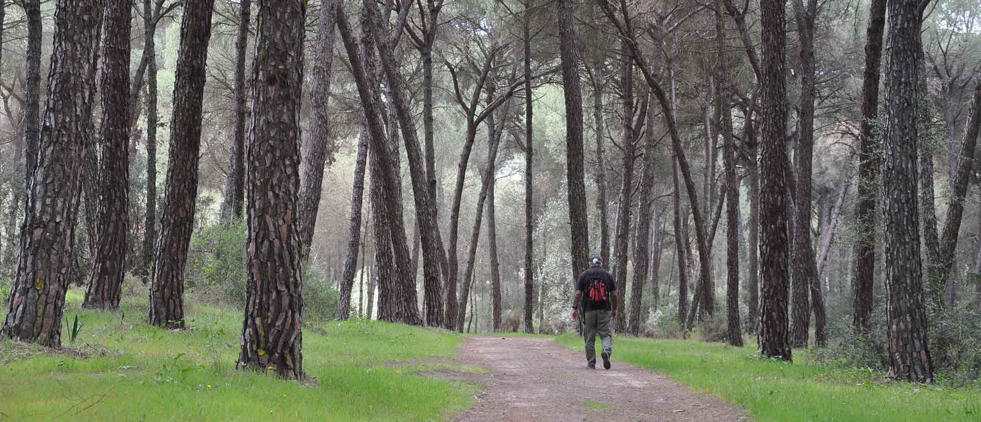 senderismo-entre-pinares